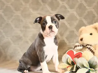 Boston Terrier dogs Hazel - Ad 12