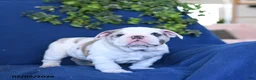 English Bulldog dogs for sale: Sport - Ad 3