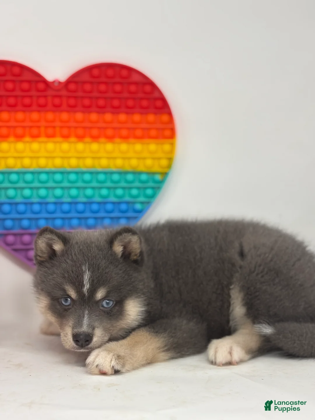 Pomsky dogs for sale: Prince  - Ad 3