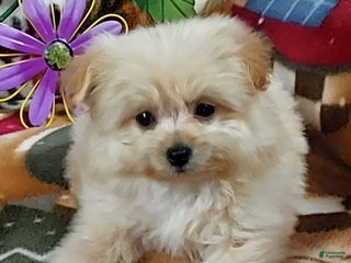 Pomapoo dogs - Ad 34