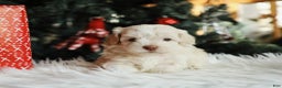 Mini Aussiedoodle dogs for sale: Scout - Ad 4