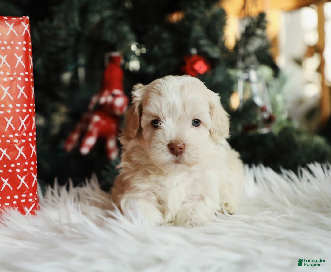 Mini Aussiedoodle dogs for sale: Scout - Ad 4