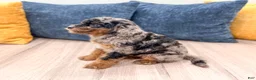 Cavapoo dogs for sale: Jack - Ad 4