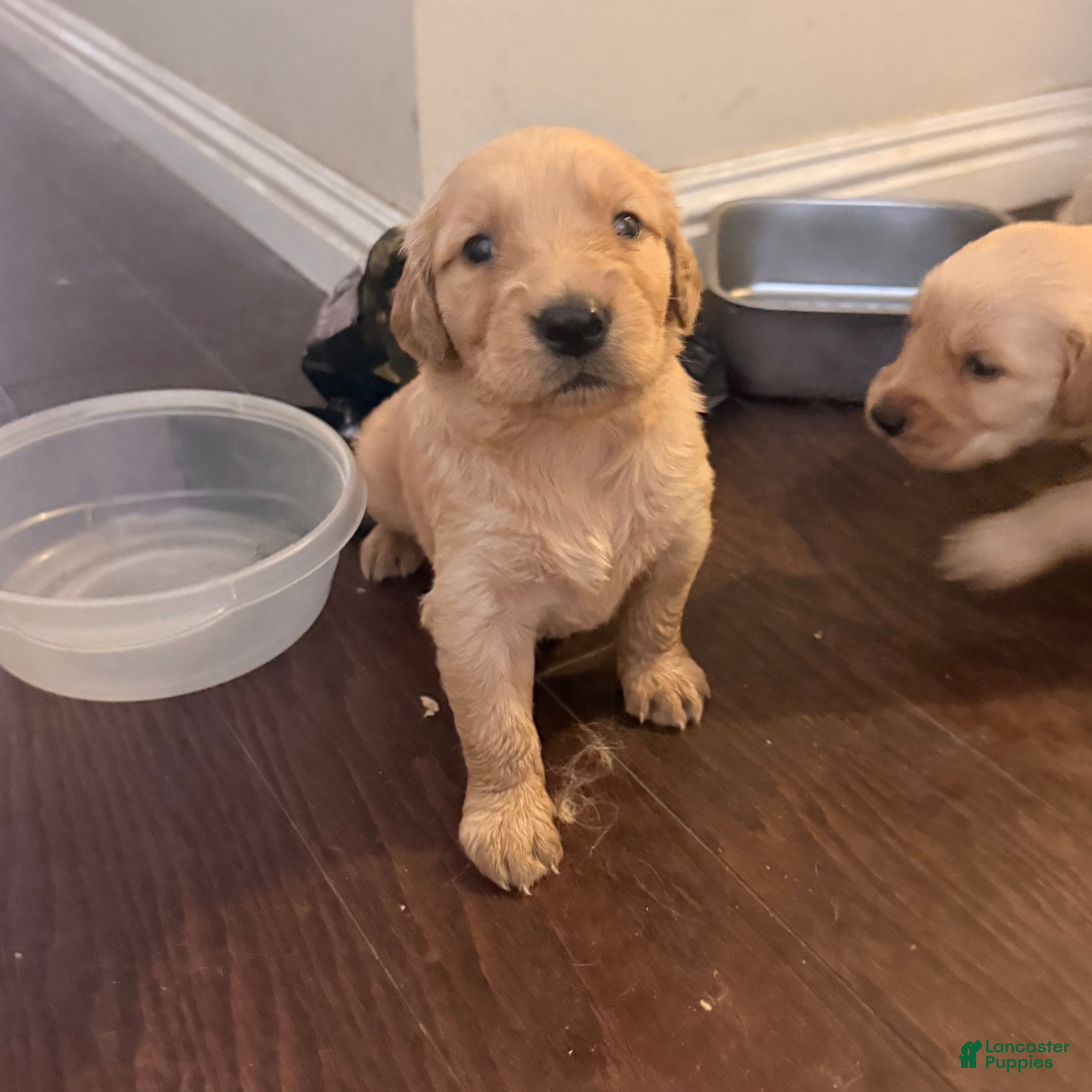 Golden Retriever dogs Golden Retriever 2 - Ad 36