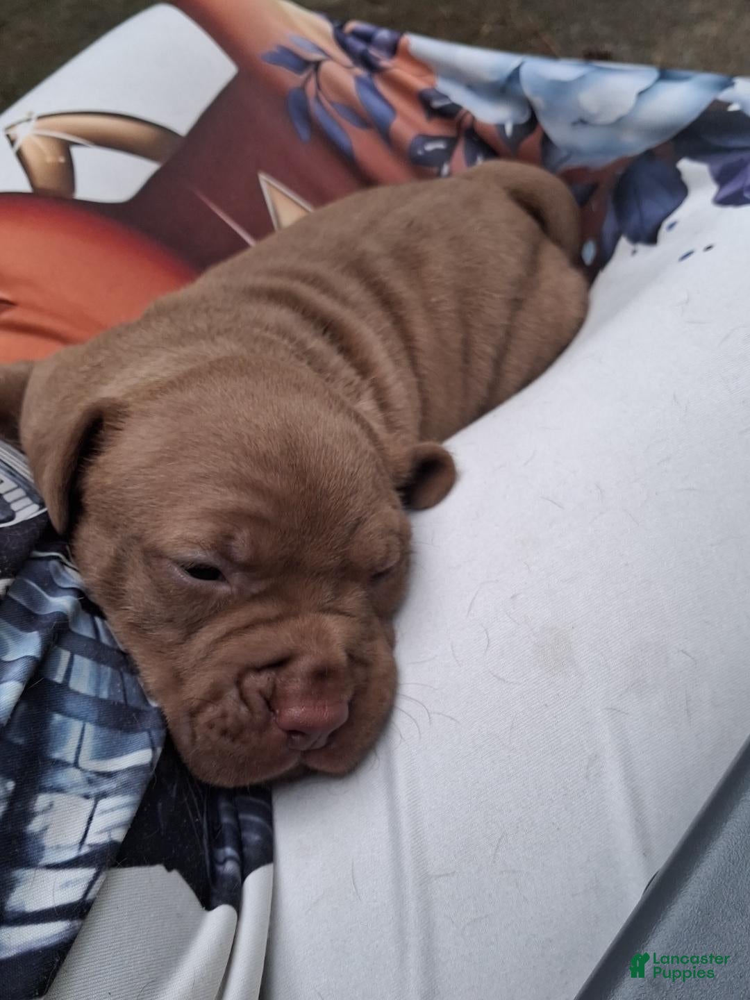 American Pit Bull Terrier dogs Cocco - Ad 1