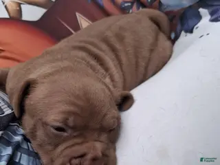American Pit Bull Terrier dogs Cocco - Ad 1