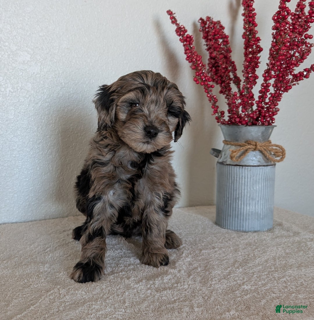 Mini Bernedoodle dogs for sale: Viola - Ad 3