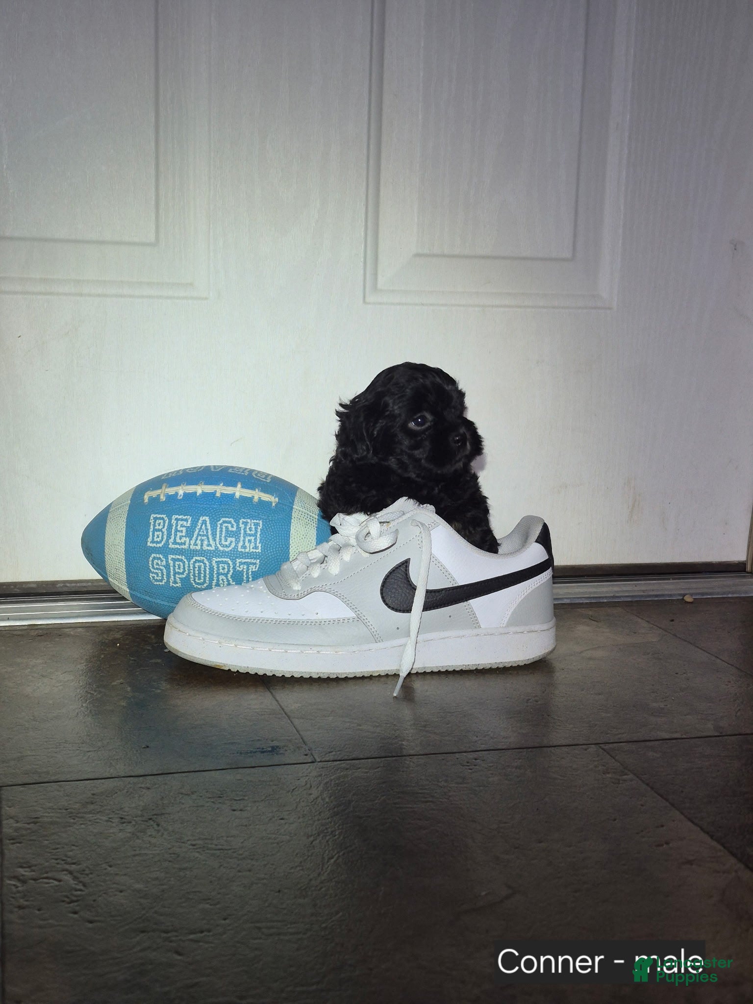 Shihpoo dogs Conner - Ad 2