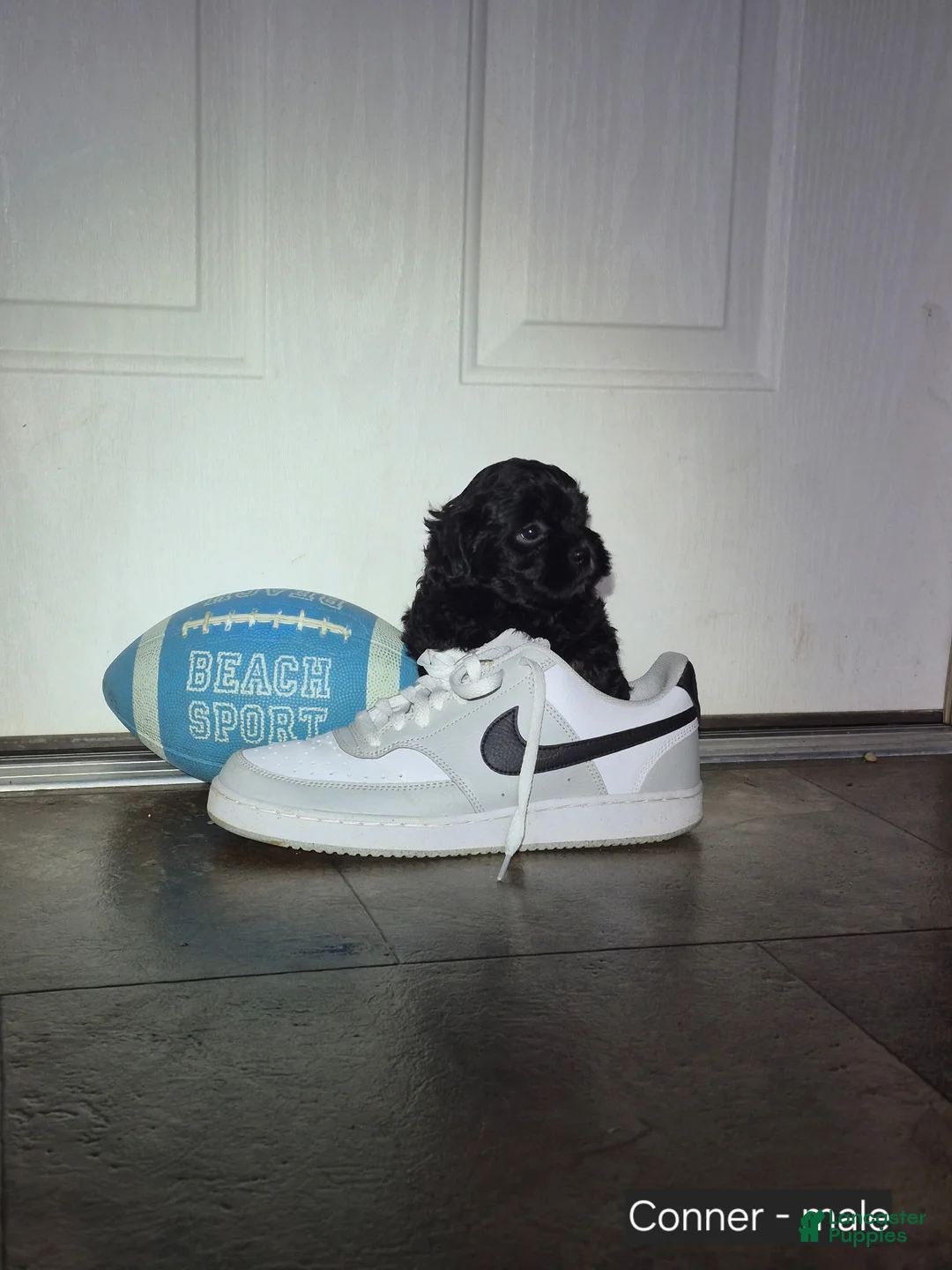 Shihpoo dogs for sale: Conner - Ad 2