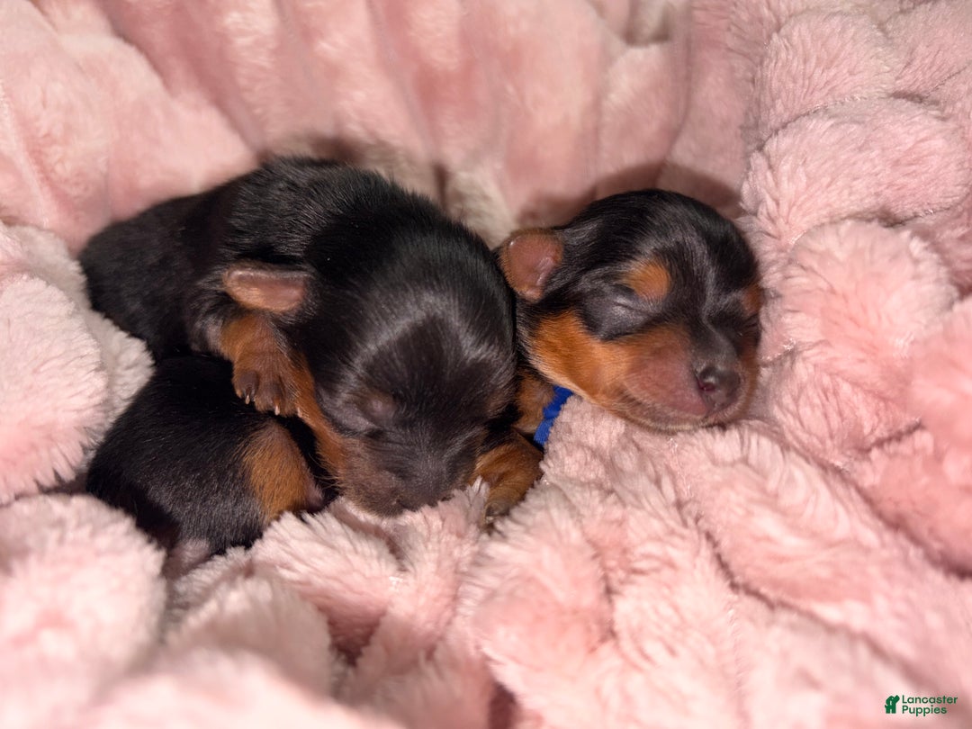 Yorkshire Terrier dogs for sale: Green - Ad 3