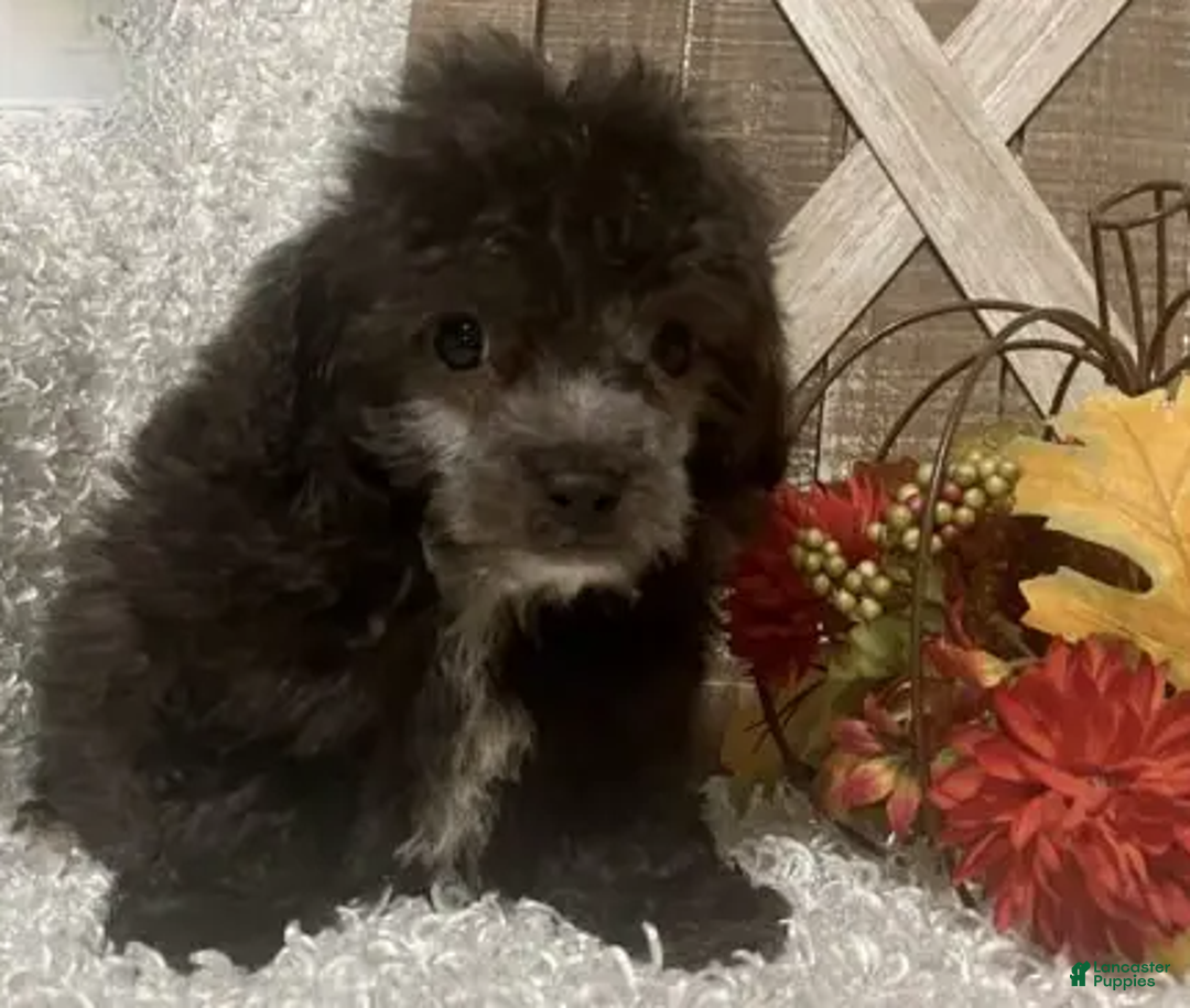 Toy Poodle dogs for sale: Fido - Ad 5