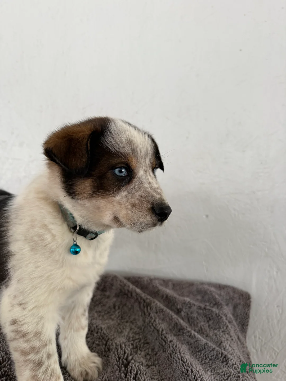 Mixed Breed dogs for sale: Bluey - Ad 9