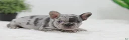 French Bulldog dogs for sale: Gina - Ad 8