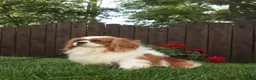 Cavalier King Charles Spaniel dogs for sale: Benjamin  - Ad 2