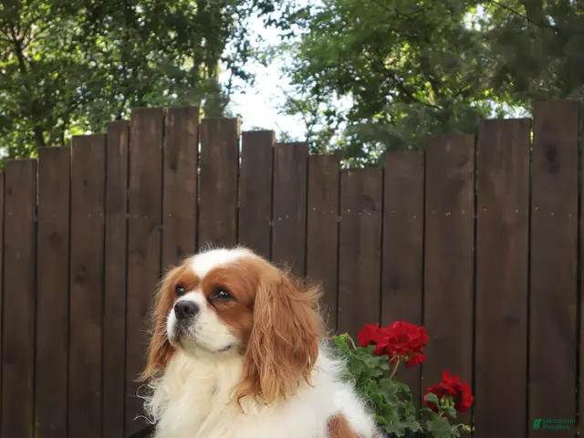 Cavalier King Charles Spaniel dogs for sale: Benjamin - Ad 2
