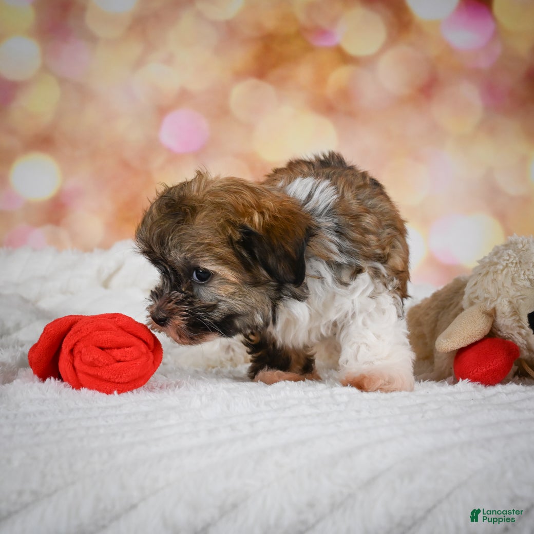 Havanese dogs Havanese Puppy 2 - Ad 2