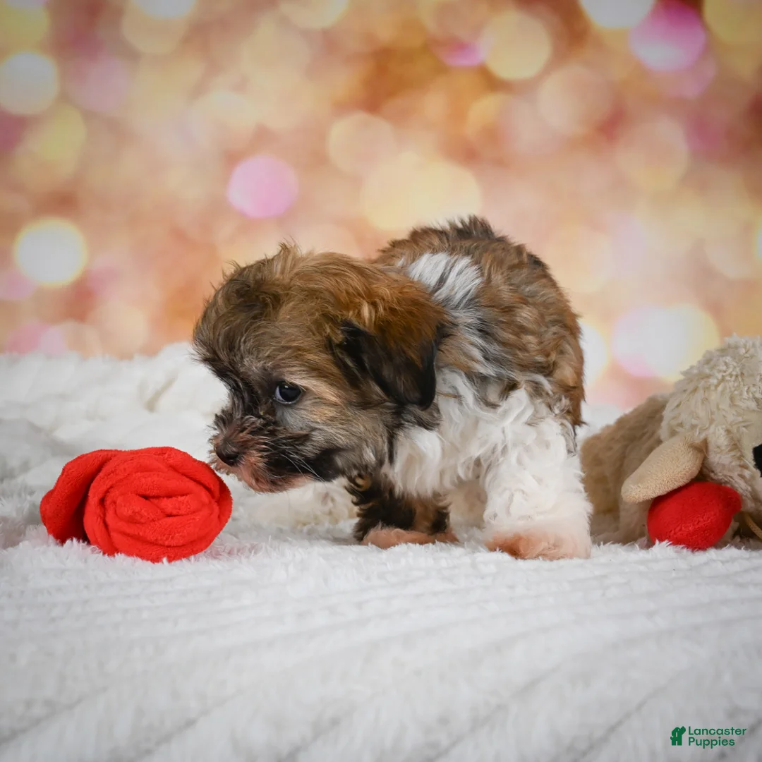 Havanese dogs for sale: Havanese Puppy 2 - Ad 2