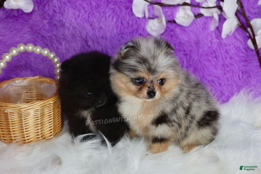 Pomeranian dogs for sale: Little Bubbles - Ad 7
