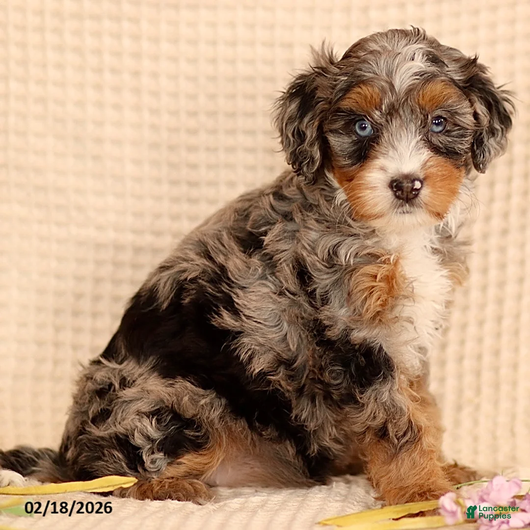 Mini Bernedoodle dogs for sale: Mandy - Ad 3