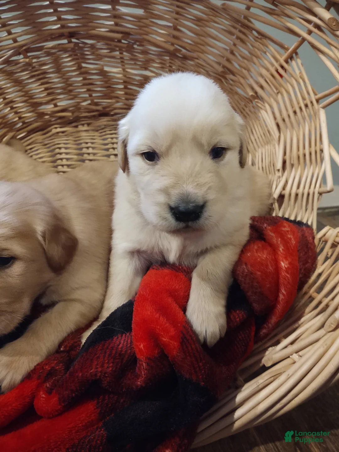 Golden Retriever dogs for sale: Golden Retriever Puppy 7 - Ad 1