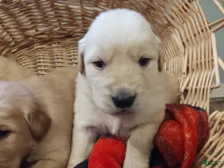 Golden Retriever dogs for sale: Golden Retriever Puppy 7 - Ad 4