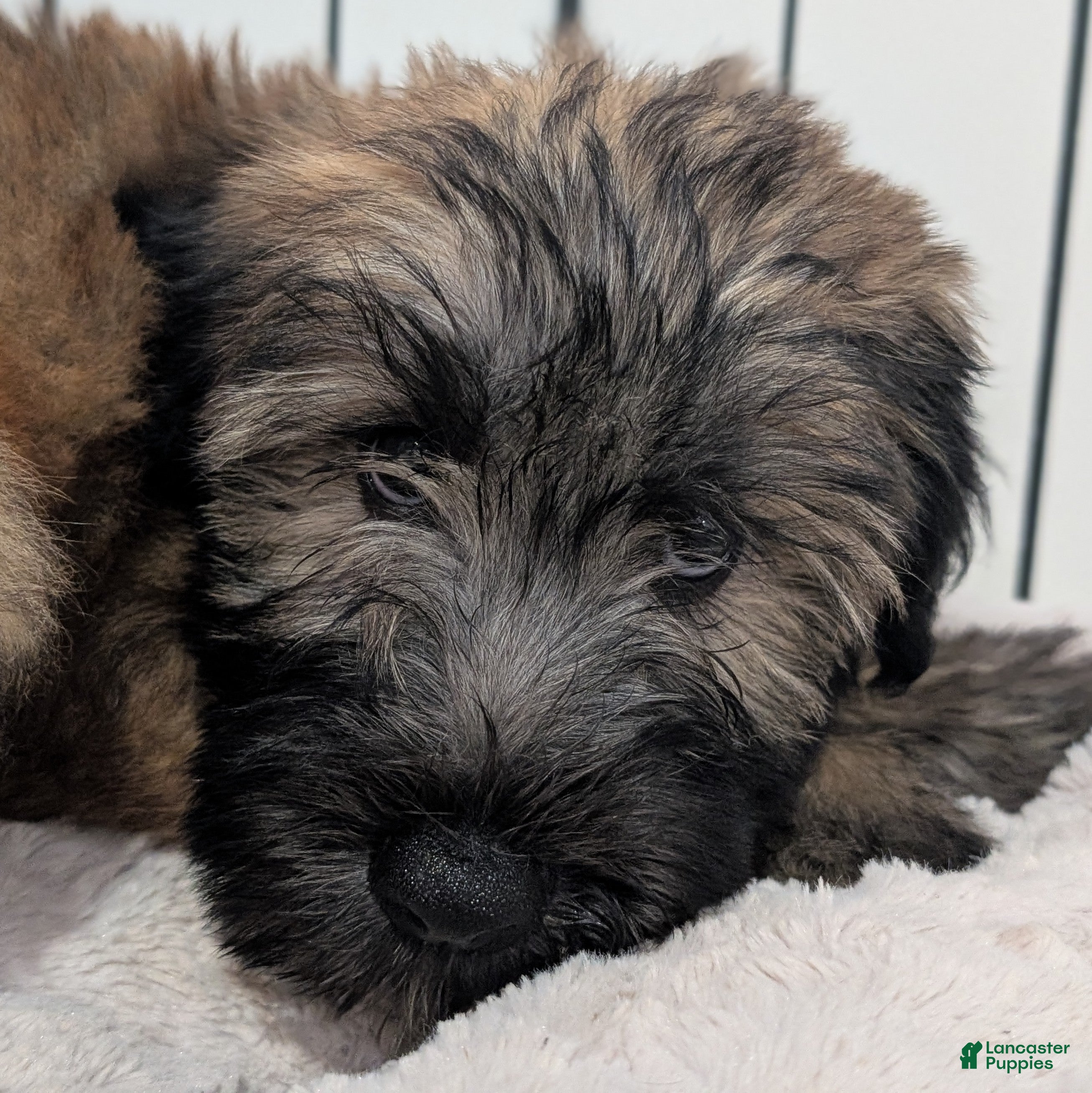 Soft Coated Wheaten Terrier dogs for sale: Satin - Ad 4