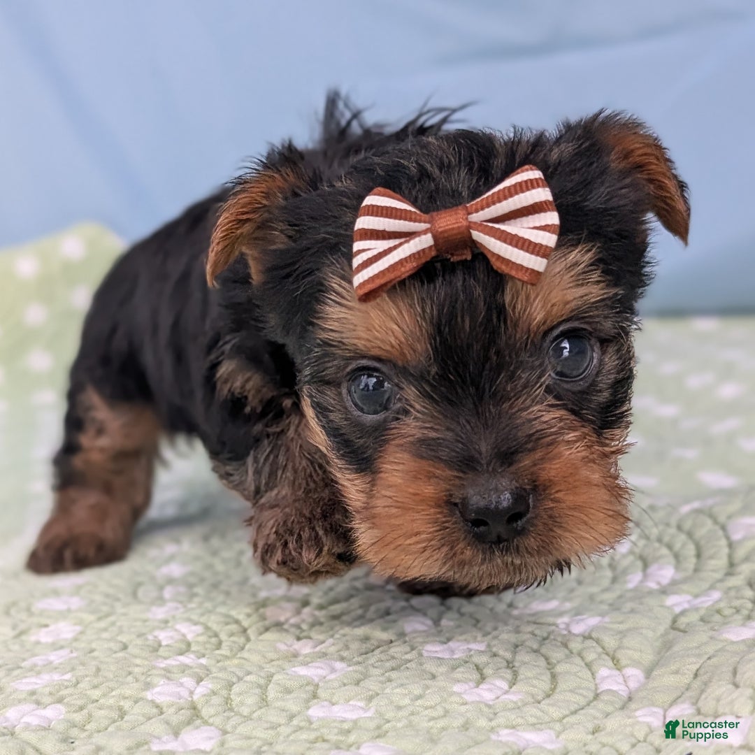 Yorkshire Terrier dogs for sale: Gingersnap - Ad 3