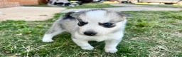 Siberian Husky dogs for sale: Gemeni - Ad 5