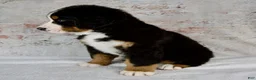 Bernese Mountain Dog dogs for sale: Rover - Ad 3