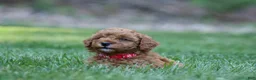 Miniature Poodle dogs for sale: Miniature Poodle 4 - Ad 4