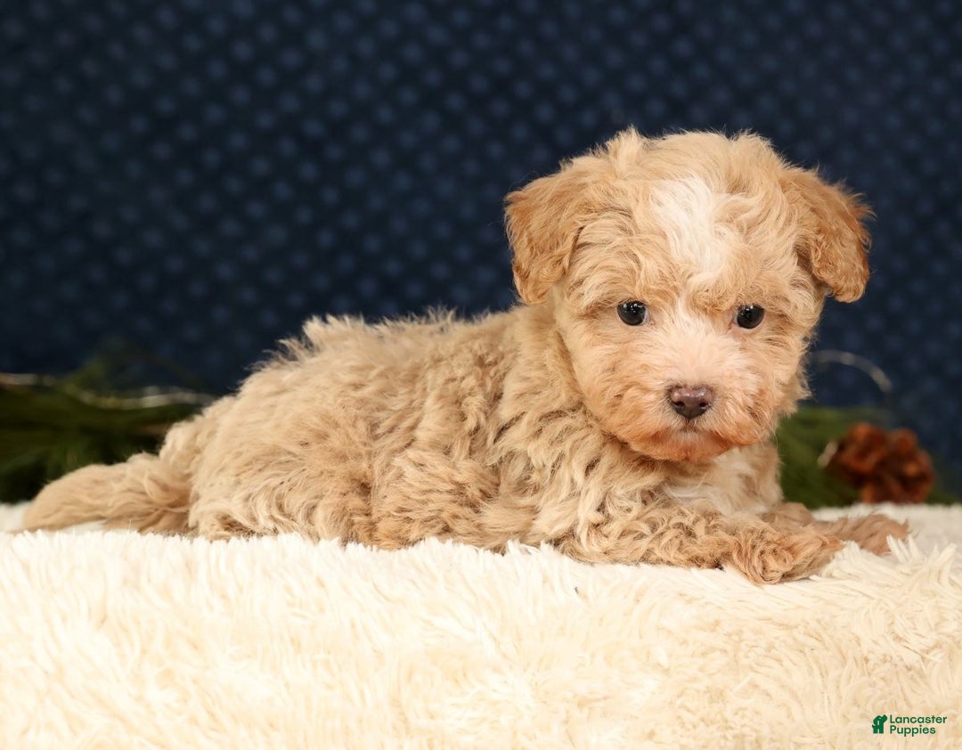 Havapoo dogs for sale: Tommy - Ad 3