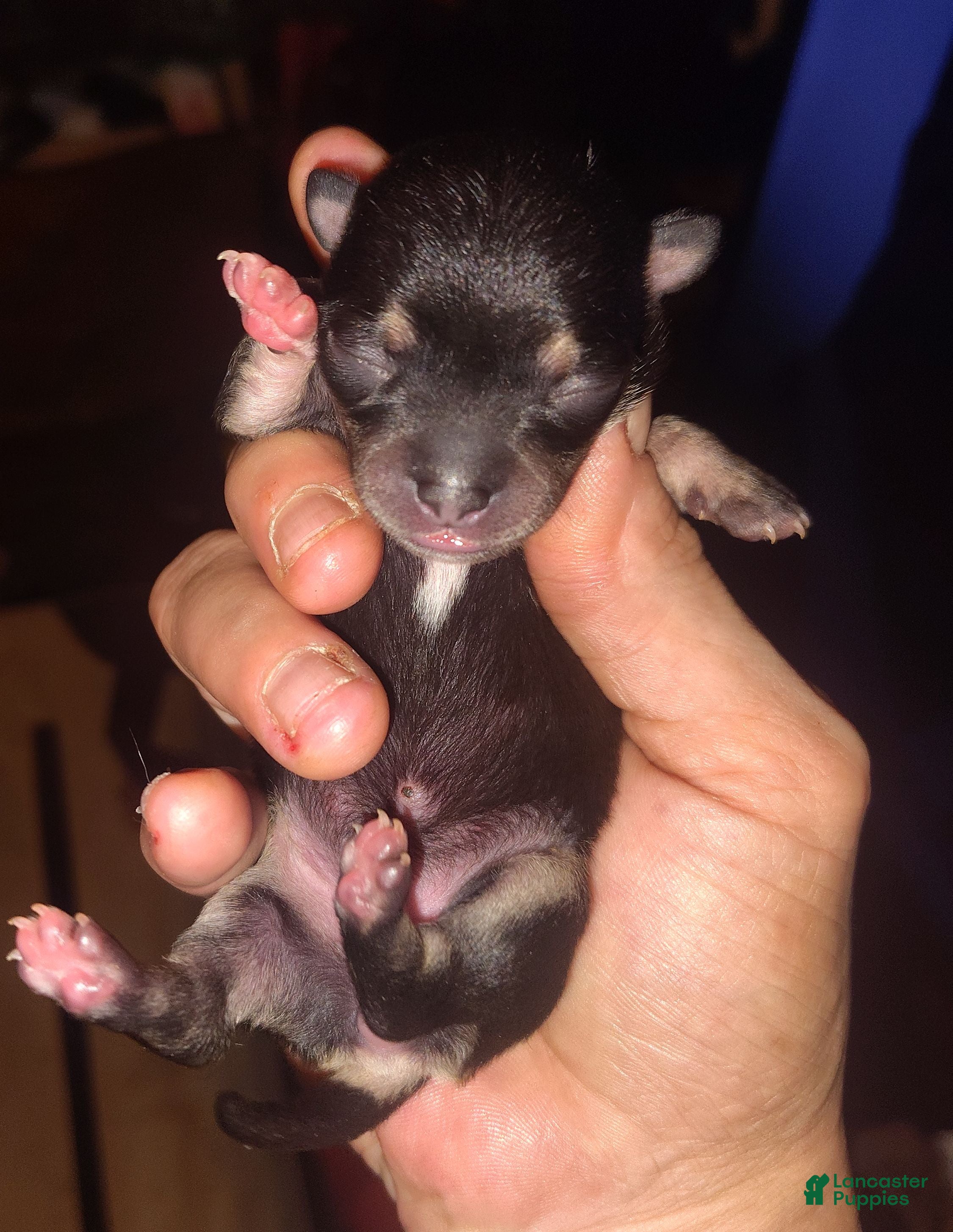 Chihuahua dogs Chihuahua 6 - Ad 42