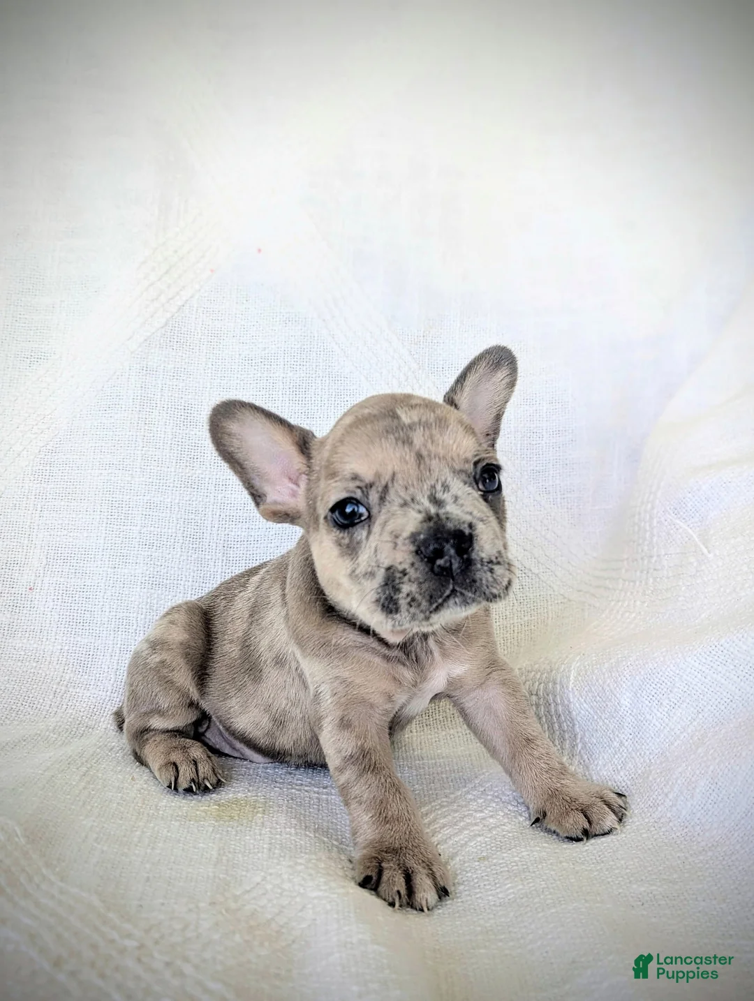 French Bulldog dogs for sale: Bruno - Ad 2