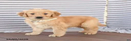 Golden Retriever dogs for sale: Buddy - Ad 3