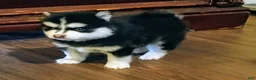 Pomsky dogs for sale: Puppy 1  - Ad 3