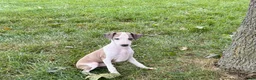 Italian Greyhound dogs for sale: Italian Greyhound male 1 fawn and white  - Ad 8