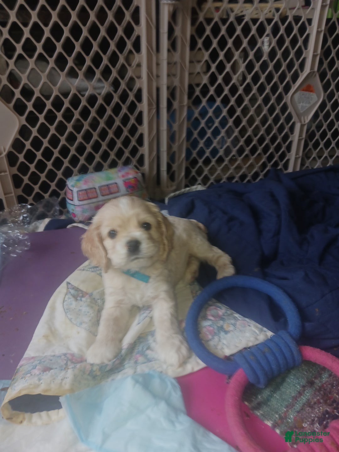 Cocker Spaniel dogs for sale: JAKE - Ad 1