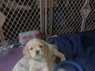 Cocker Spaniel dogs JAKE - Ad 3