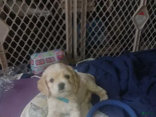 Cocker Spaniel dogs JAKE - Ad 3