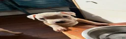 American Pit Bull Terrier dogs for sale: American Pit Bull Terrier 6 - Ad 10