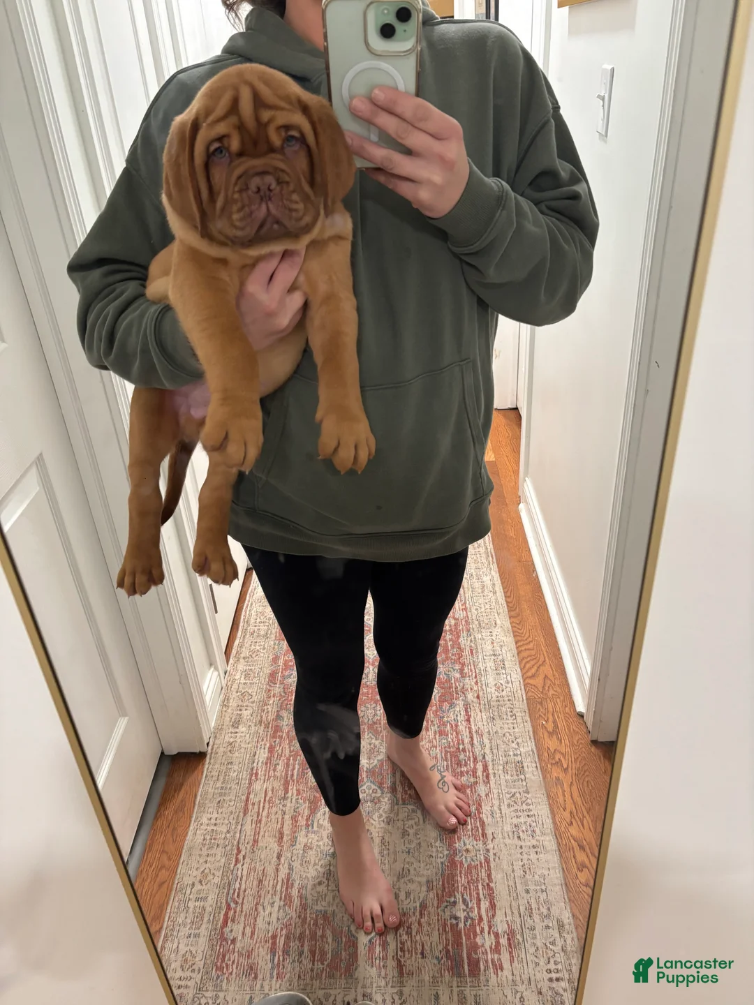 Dogue De Bordeaux dogs for sale: Dogue De Bordeaux Puppy 5 - Ad 10