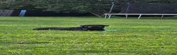 Rottweiler dogs for sale: Rottweiler 1 - Ad 18