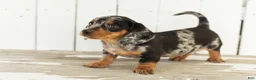 Miniature Dachshund dogs for sale: Ollie - Ad 4