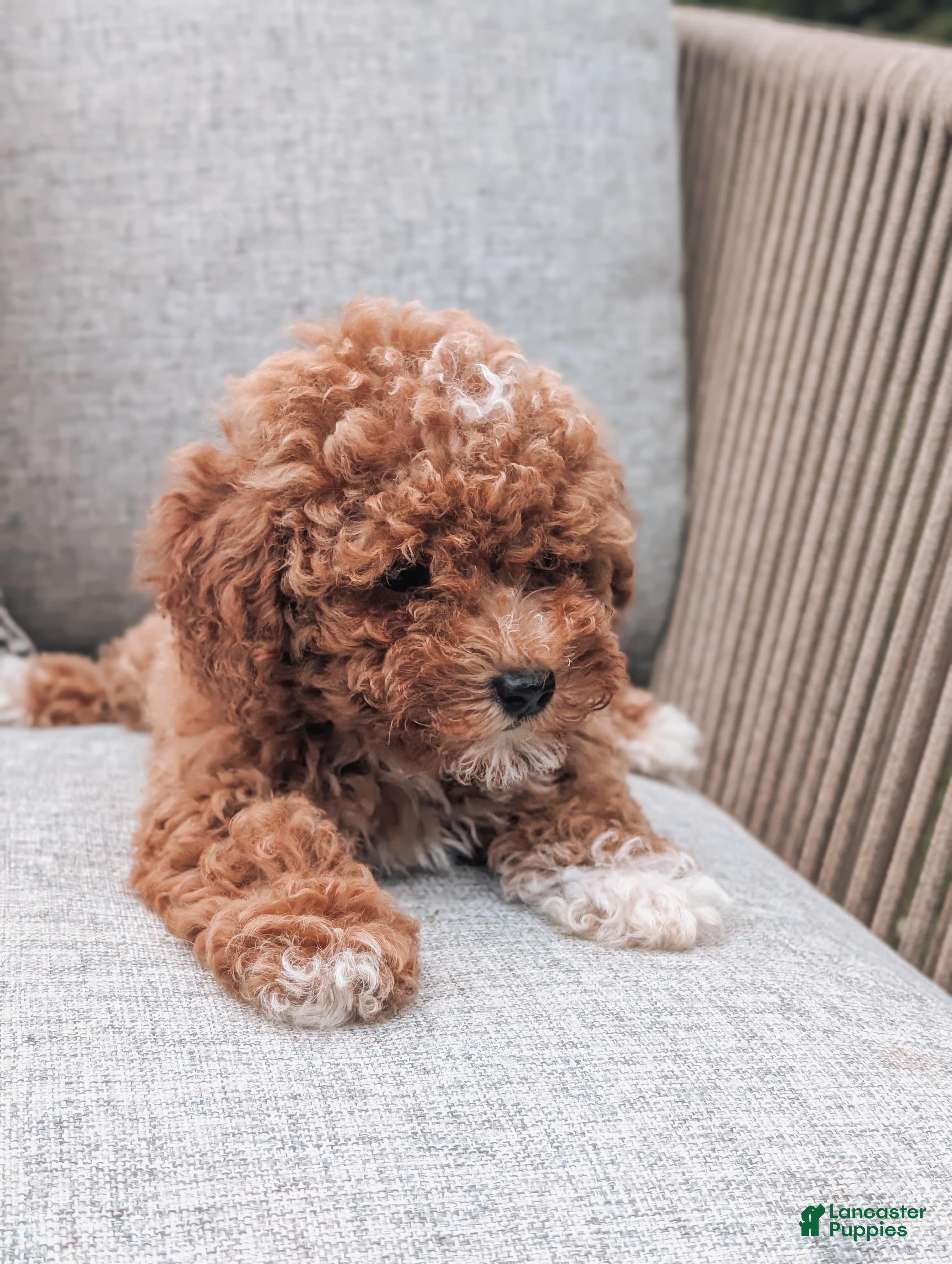 Miniature Poodle dogs Daisy - Ad 2