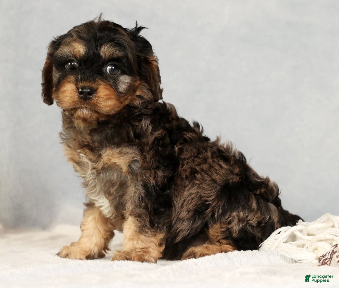 Cavapoo dogs for sale: Buck - Ad 3