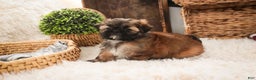 Shih Tzu dogs for sale: Shaina - Ad 8