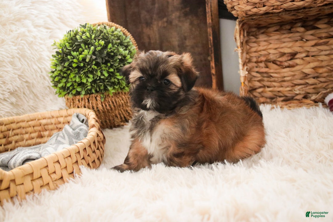 Shih Tzu dogs for sale: Shaina - Ad 8
