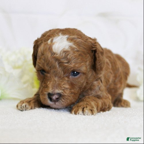 Toy Poodle dogs Peanut - Ad 1