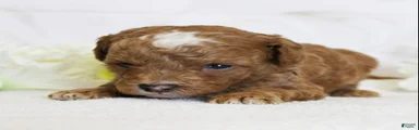 Peanut