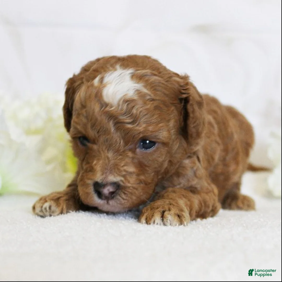 Toy Poodle dogs for sale: Peanut - Ad 1